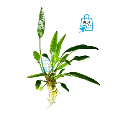 Picture of Cryptocoryne lucens Live Aquarium Plant – 1 Bare Plant, Requires Soil