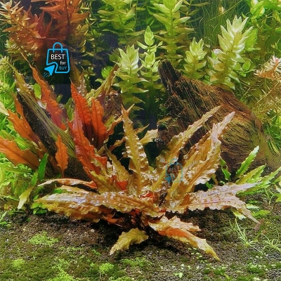 Picture of Cryptocoryne wendtii Live Aquarium Plant – 1 Plant, Requires Soil