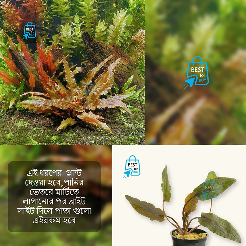 Picture of Cryptocoryne wendtii Live Aquarium Plant – 1 Plant, Requires Soil