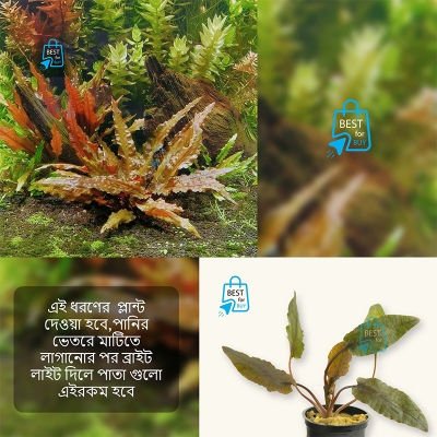 Picture of Cryptocoryne wendtii Live Aquarium Plant – 1 Plant, Requires Soil