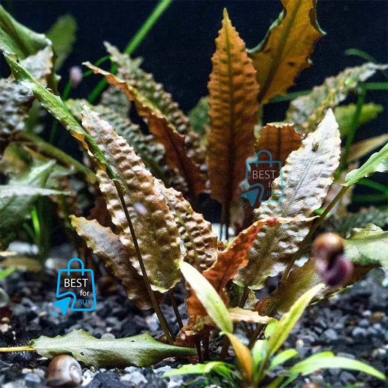 Picture of Cryptocoryne wendtii Live Aquarium Plant – 1 Plant, Requires Soil