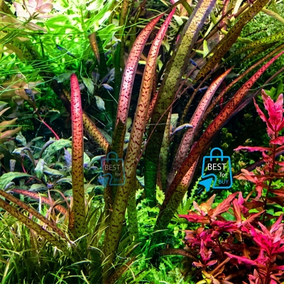 Picture of Red Leopard Vallisneria Live Aquarium Plant – 1 Bare Plant, Requires Soil