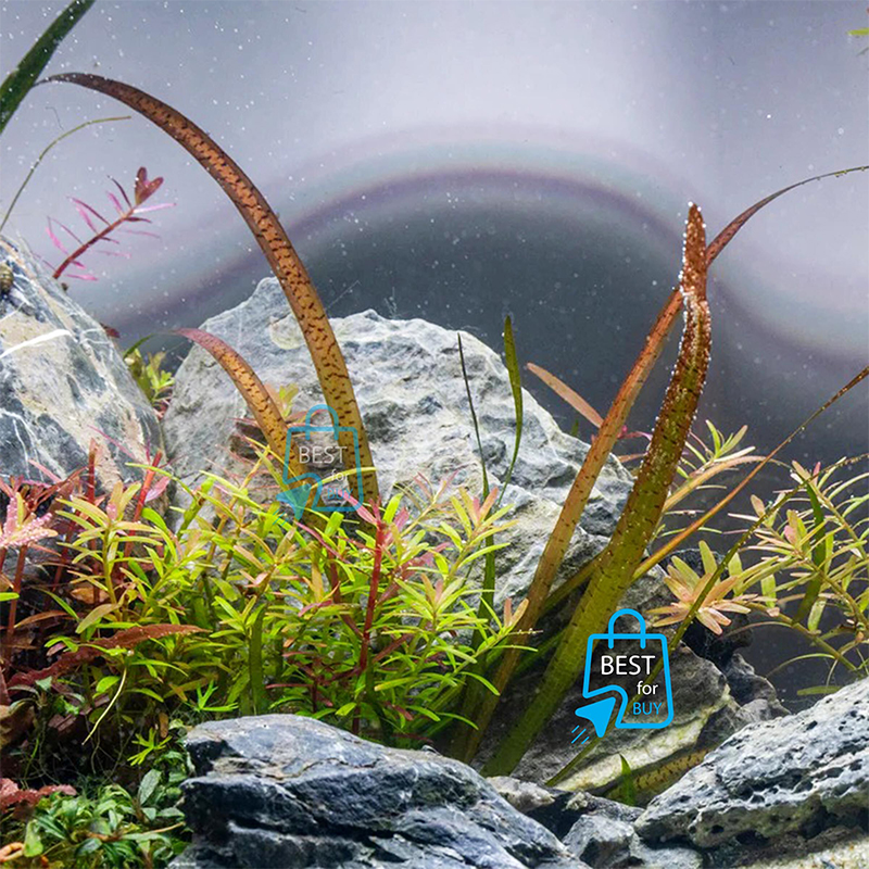 Picture of Red Leopard Vallisneria Live Aquarium Plant – 1 Bare Plant, Requires Soil