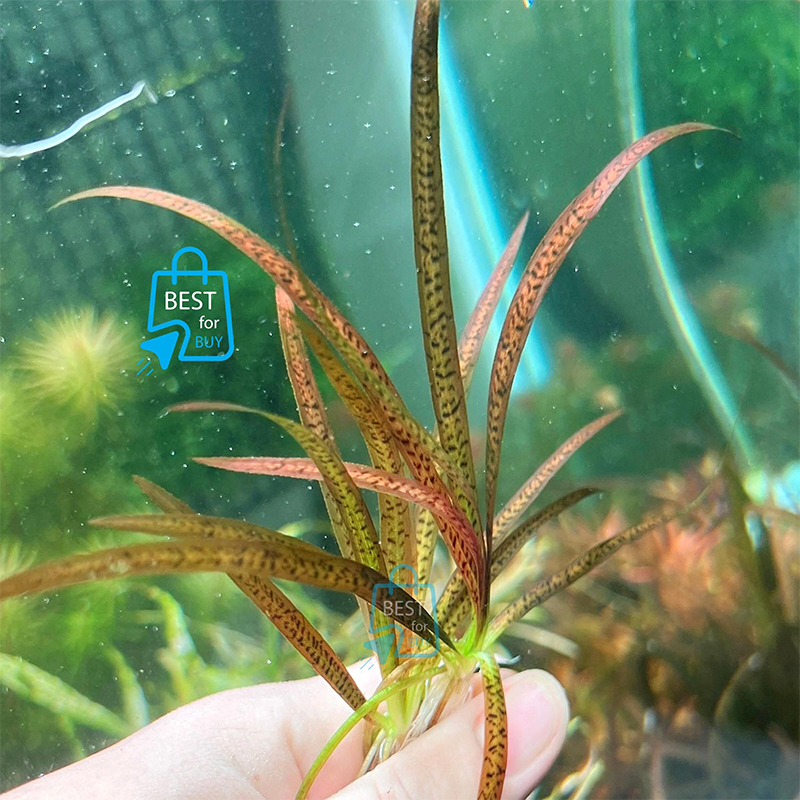 Picture of Red Leopard Vallisneria Live Aquarium Plant – 1 Bare Plant, Requires Soil