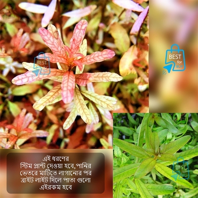 Picture of Ludwigia inclinata Live Aquarium Plant – 3 Stems, Requires Soil