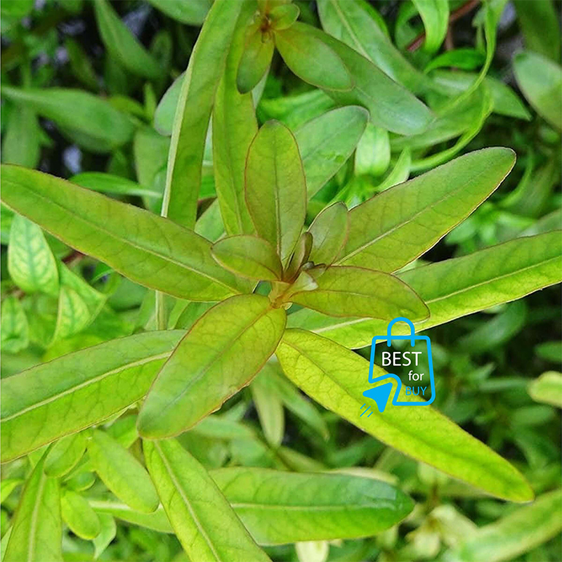 Picture of Ludwigia inclinata Live Aquarium Plant – 3 Stems, Requires Soil