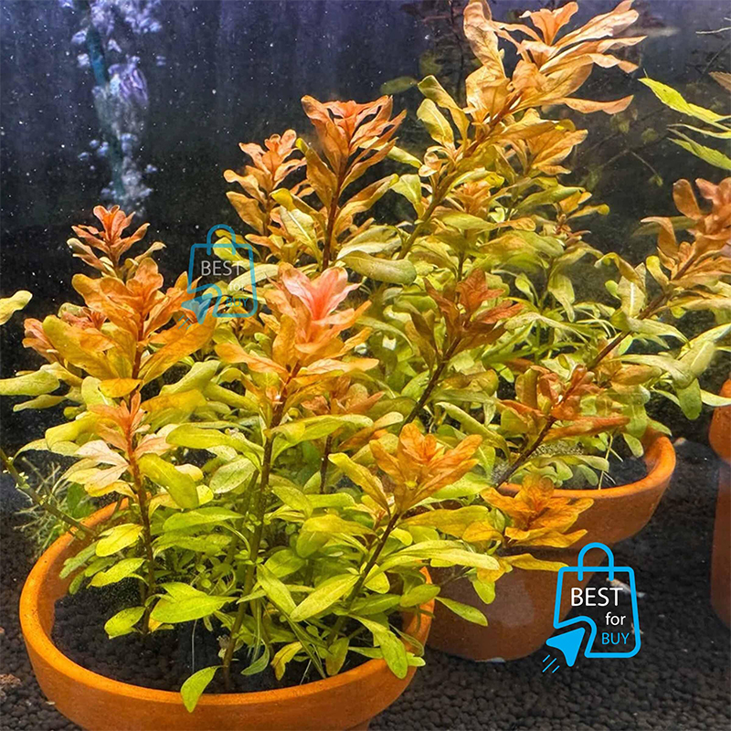 Picture of Ludwigia inclinata Live Aquarium Plant – 3 Stems, Requires Soil