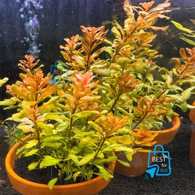 Picture of Ludwigia inclinata Live Aquarium Plant – 3 Stems, Requires Soil