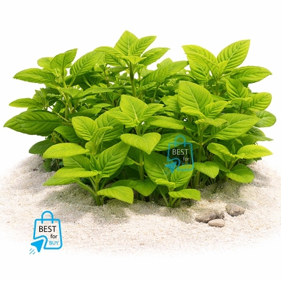 Picture of Limnophila rugosa Live Aquarium Plant – 3 Stems, Requires Soil