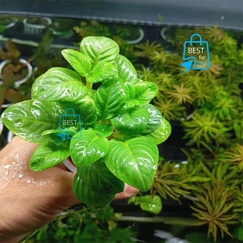 Picture of Limnophila rugosa Live Aquarium Plant – 3 Stems, Requires Soil