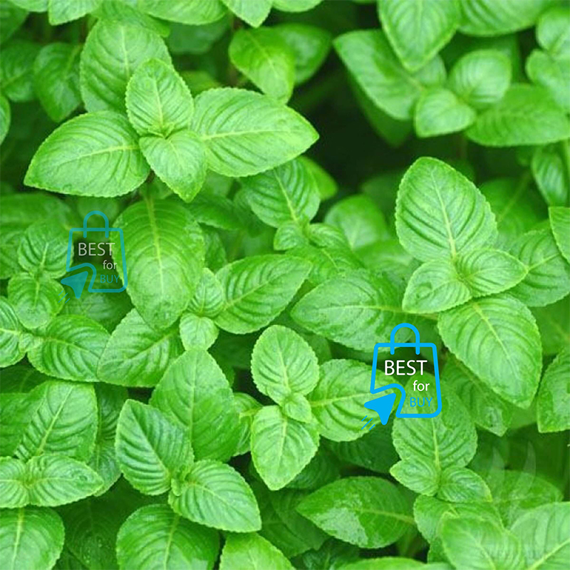 Picture of Limnophila rugosa Live Aquarium Plant – 3 Stems, Requires Soil