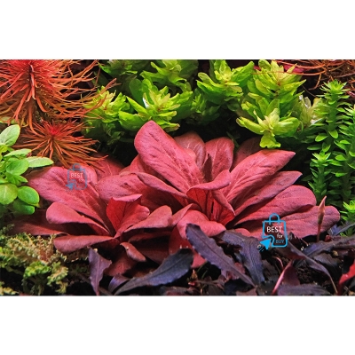 Picture of Samolus parviflorus Red Live Aquarium Plant – 1 Plant, Requires Soil