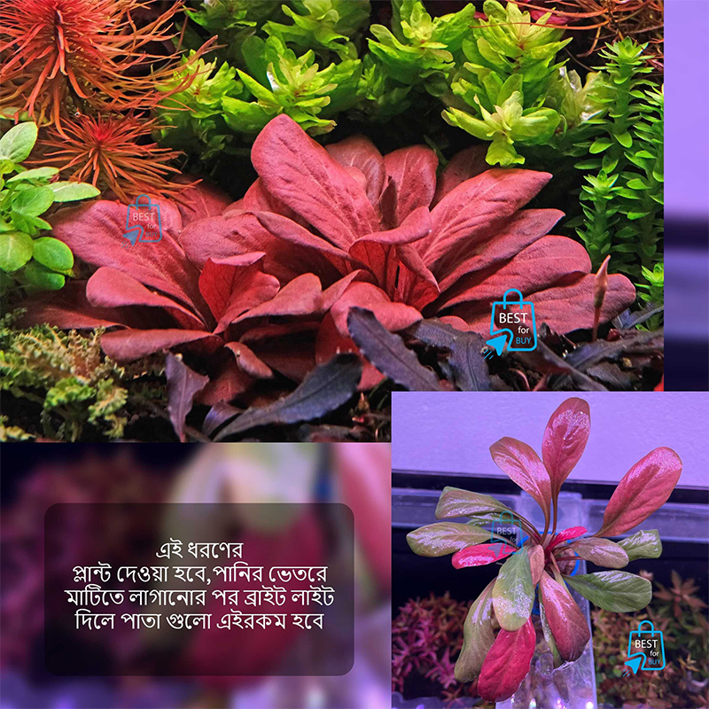 Picture of Samolus parviflorus Red Live Aquarium Plant – 1 Plant, Requires Soil