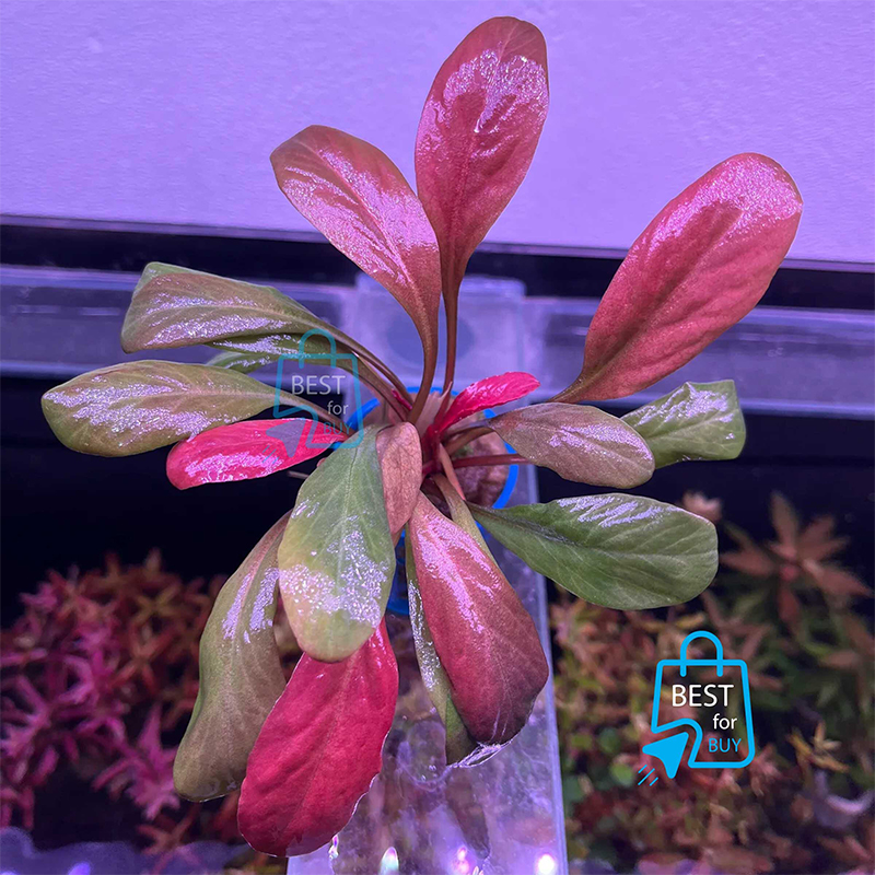 Picture of Samolus parviflorus Red Live Aquarium Plant – 1 Plant, Requires Soil