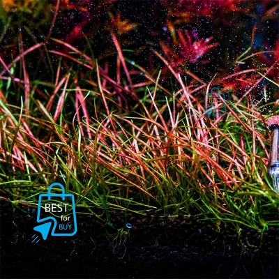 Picture of Helanthium tenellum Red Live Aquarium Plant – 3 Plants, Requires Soil