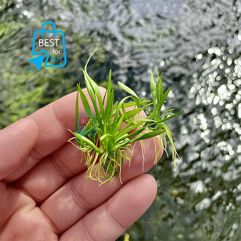 Picture of Helanthium tenellum Red Live Aquarium Plant – 3 Plants, Requires Soil
