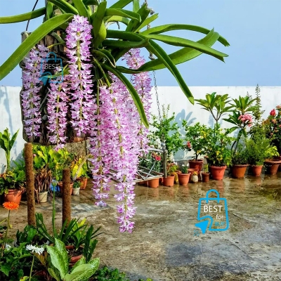 Picture of Foxtail Orchid (Rhynchostylis retusa) Live Flower Plant – 1 Plant, Without Pot or Growing Media
