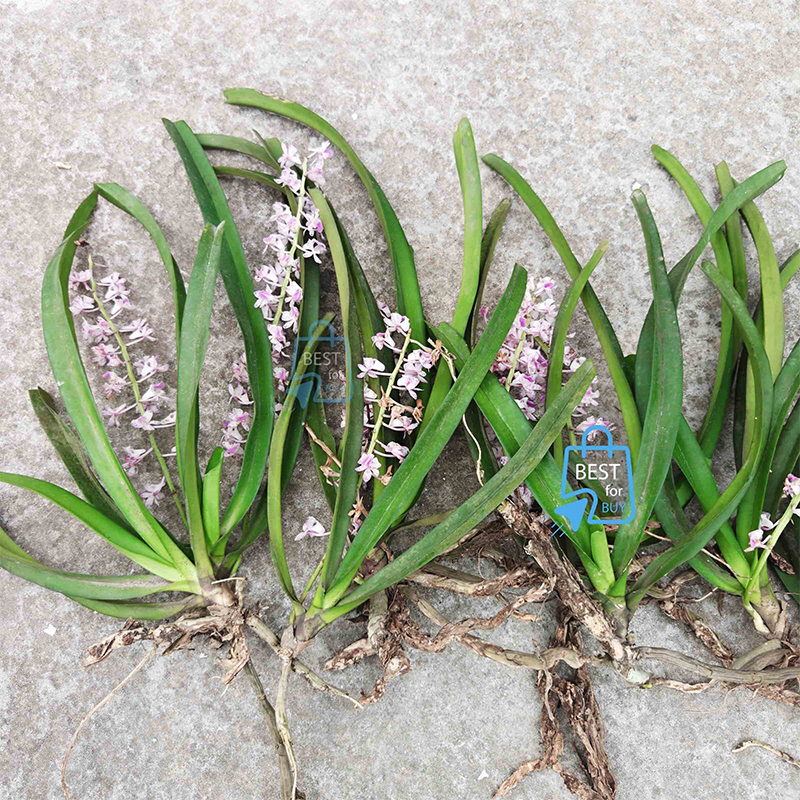 Picture of Foxtail Orchid (Rhynchostylis retusa) Live Flower Plant – 1 Plant, Without Pot or Growing Media