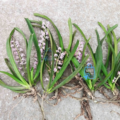 Picture of Foxtail Orchid (Rhynchostylis retusa) Live Flower Plant – 1 Plant, Without Pot or Growing Media