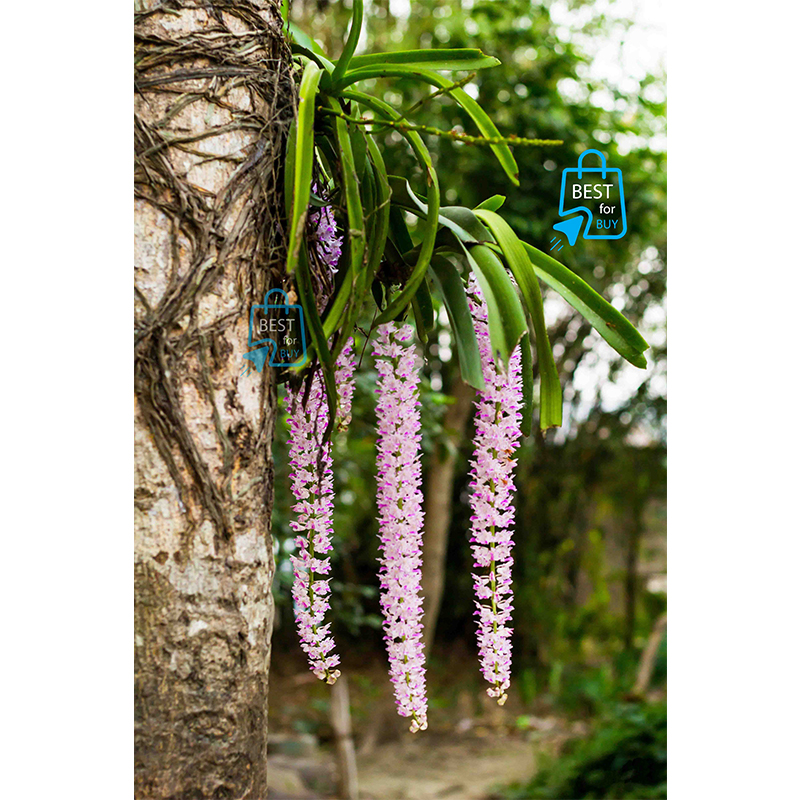 Picture of Foxtail Orchid (Rhynchostylis retusa) Live Flower Plant – 1 Plant, Without Pot or Growing Media