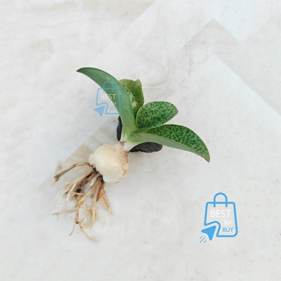 Picture of Cotton Bud Lily / Leopard Lily (Drimiopsis maculata) Live Indoor Plant – 1 Bare Plant, Requires Soil