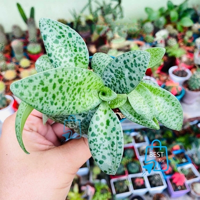 Picture of Cotton Bud Lily / Leopard Lily (Drimiopsis maculata) Live Indoor Plant – 1 Bare Plant, Requires Soil