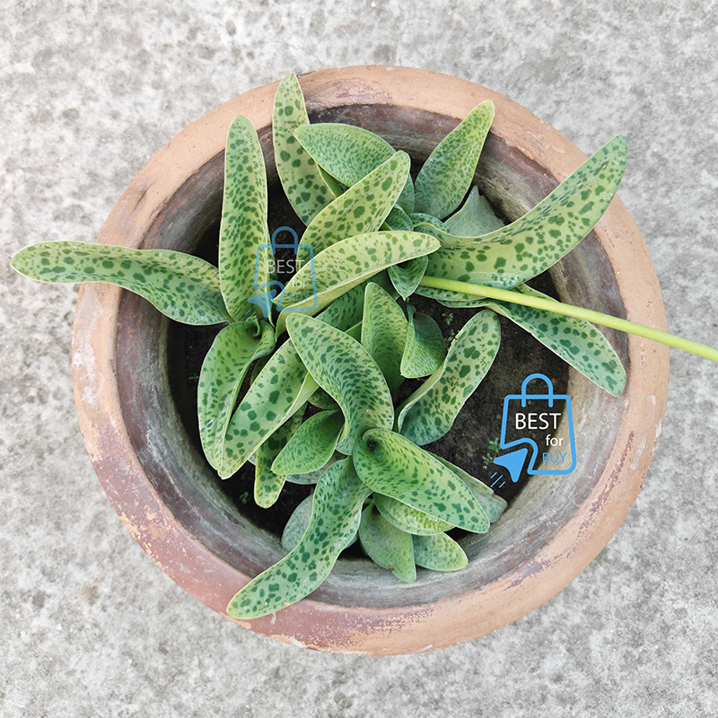 Picture of Cotton Bud Lily / Leopard Lily (Drimiopsis maculata) Live Indoor Plant – 1 Bare Plant, Requires Soil
