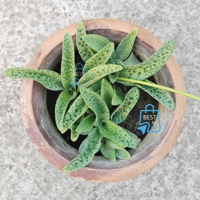 Picture of Cotton Bud Lily / Leopard Lily (Drimiopsis maculata) Live Indoor Plant – 1 Bare Plant, Requires Soil