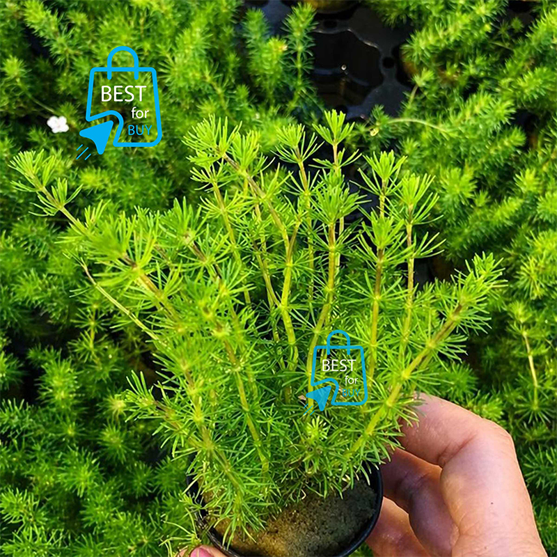 Picture of Bacopa myriophylloides Live Aquarium Plant – 3 Stems, Requires Soil