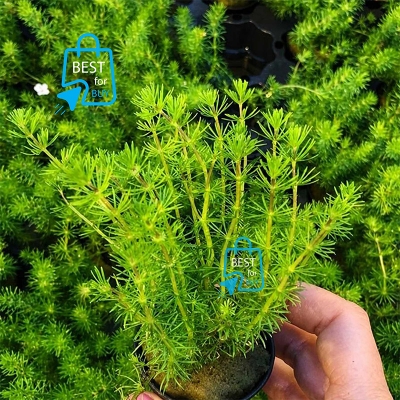Picture of Bacopa myriophylloides Live Aquarium Plant – 3 Stems, Requires Soil