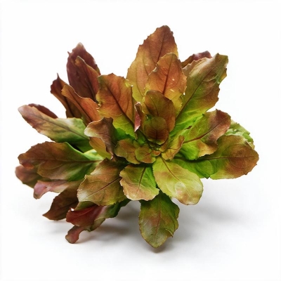Picture of Ludwigia sphaerocarpa Live Aquarium Plant – 3 Stems, Requires Soil