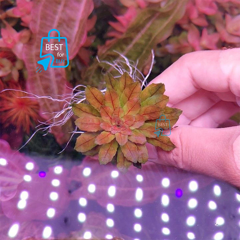 Picture of Ludwigia sphaerocarpa Live Aquarium Plant – 3 Stems, Requires Soil