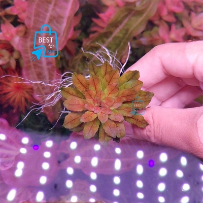 Picture of Ludwigia sphaerocarpa Live Aquarium Plant – 3 Stems, Requires Soil