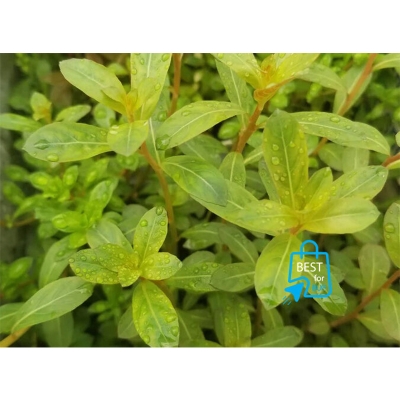 Picture of Ludwigia sphaerocarpa Live Aquarium Plant – 3 Stems, Requires Soil