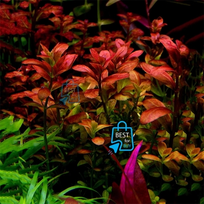 Picture of Cuphea anagalloidea Live Aquarium Plant – 3 Stems, Requires Soil