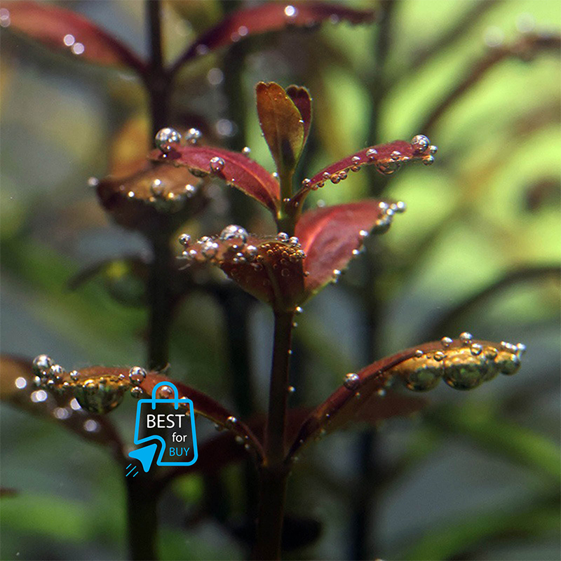 Picture of Cuphea anagalloidea Live Aquarium Plant – 3 Stems, Requires Soil