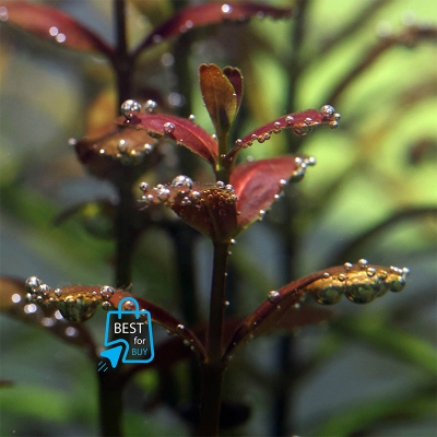 Picture of Cuphea anagalloidea Live Aquarium Plant – 3 Stems, Requires Soil