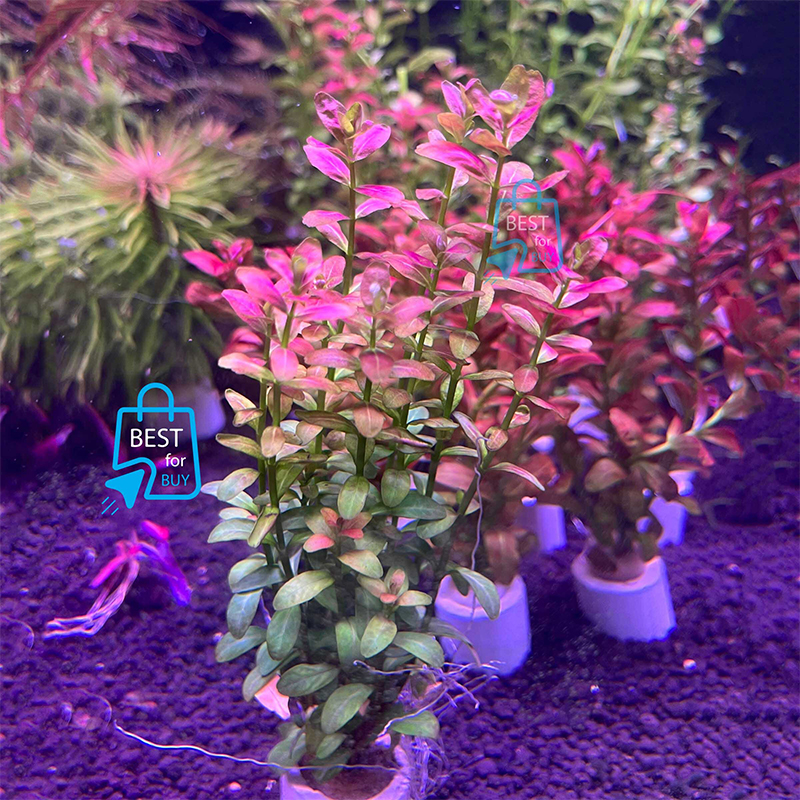 Picture of Cuphea anagalloidea Live Aquarium Plant – 3 Stems, Requires Soil