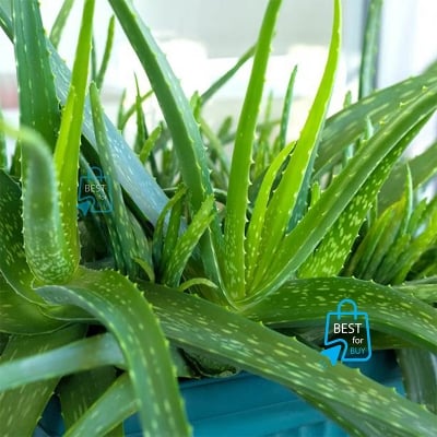 Picture of Organic Aloe Vera Live Indoor Plant – 1 Bare Plant, Requires Soil