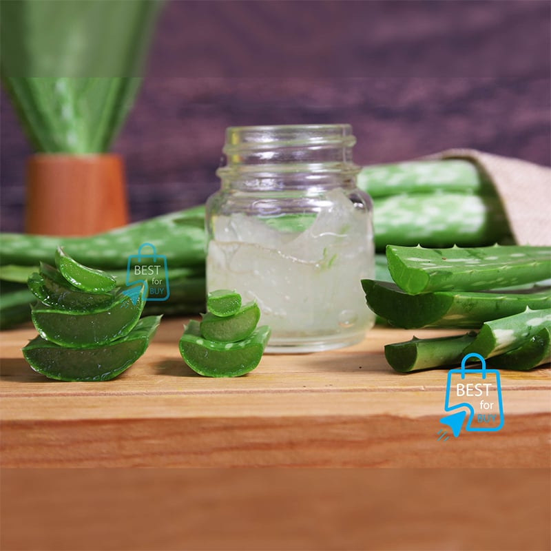 Picture of Organic Aloe Vera Live Indoor Plant – 1 Bare Plant, Requires Soil