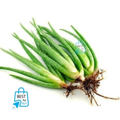 Picture of Organic Aloe Vera Live Indoor Plant – 1 Bare Plant, Requires Soil