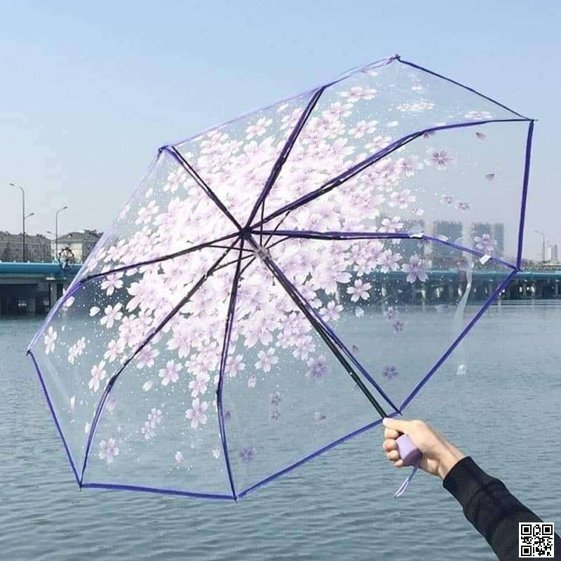 Picture of Transparent Umbrella ট্রান্সপারেন্ট ছাতা