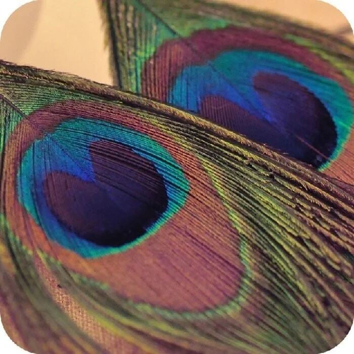 Picture of New Fashion Jewelry Earrings For Women Boho Charming Earring Simple Peacock Feather Vintage Luxury Long Dangle Earrings Cut - 5 MM - Blue