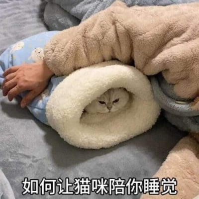 Picture of Cat Sleeping Bag – Keep Your Cat Warm and Cozy This-Winter