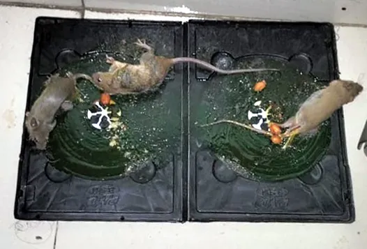 Picture of Rat killing gum china rat glue trap rat catching trap Vintage ChoiceTo Exprerience Greatness (4pices)-4 pics gum
