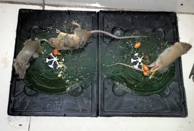 Picture of Rat killing gum china rat glue trap rat catching trap Vintage ChoiceTo Exprerience Greatness (4pices)-4 pics gum