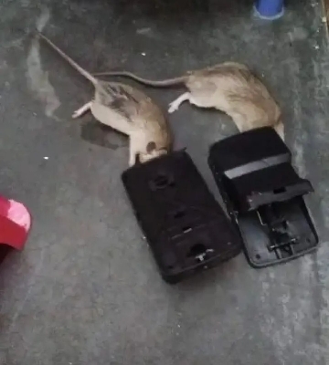 Picture of Rat Traps For Mouae Killer Traps For Indoor And Outdoor