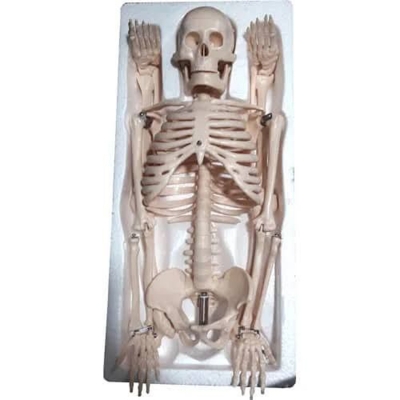 Picture of Human Skeleton 85CM, Model: XC-102-Multicolor