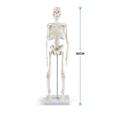 Picture of Human Skeleton 85CM, Model: XC-102-Multicolor