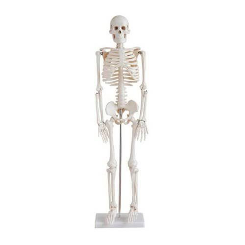 Picture of Human Skeleton 85CM, Model: XC-102-Multicolor